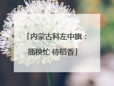 内蒙古科左中旗：插秧忙 待稻香